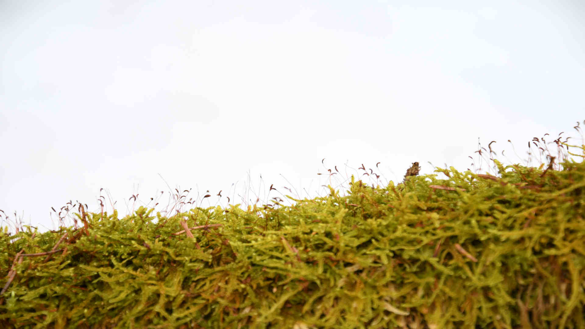 We focus on customers and prospects. Define solutions for global growth.